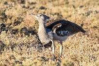 Kori bustard (Outarde kori) Okaukuejo - Etosha - Namibie