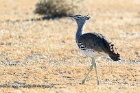 Kori bustard (Outarde kori) Okaukuejo - Etosha - Namibie