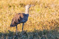 Kori bustard (Outarde kori) Nxai