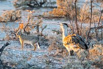 Lièvre du Cap, Kori Bustard Okaukuejo - Etosha - Namibie