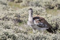 Kori bustard (Outarde kori) Etosha