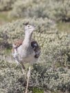 Kori bustard (Outarde kori) Etosha