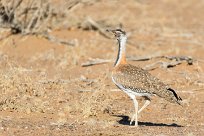 Ludwig's Bustard (Outarde de Ludwig) Fish River Canyon