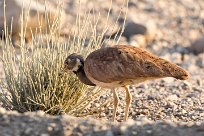 Rüppell's Korhaan (Outarde de Rüppell) Namibie - Etendeka