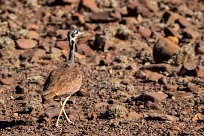 Rüppell's korhaan (Outarde de Rüppell) Etendeka - Damaralnd - Namibie