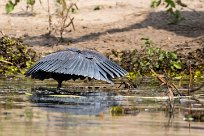 Black heron (Aigrette ardoisée) Chobe River