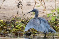 Black heron (Aigrette ardoisée) Chobe River