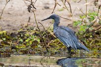 Black heron (Aigrette ardoisée) Chobe River