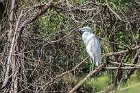 Garceta azul (Aigrette bleue) Playa Hermosa - Nicaragua