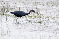 Garceta azul (Aigrette bleue) Tisma - Nicaragua