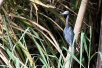 Garceta azul (Aigrette bleue) Pacuare reserve - Limón - Parismina - Costa Rica