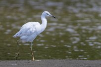 Garceta azul (Aigrette bleue) Matapalo - Costa Rica