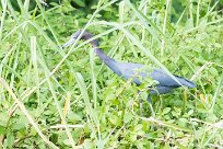 Garceta azul (Aigrette bleue) Tarcoles - Costa Rica