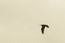 aigrette_des_récifs_01-2 null