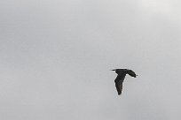 Aigrette des récifs Aigrette des récifs