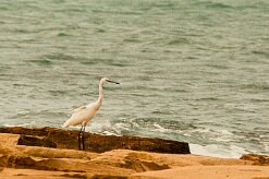 aigrette_des_récifs_02-2 null