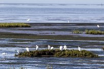 Aigrette garzette Aigrette garzette