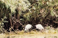 Aigrette garzette_7D1_3383 null