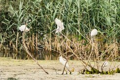 Aigrette garzette_7D1_3409 null
