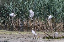 Aigrette garzette Lac du Der