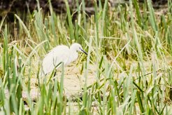 Aigrette garzette_7D1_3538 null