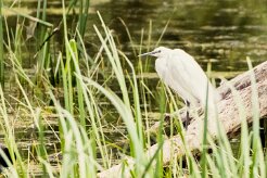 Aigrette garzette_7D1_3540 null