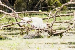 Aigrette garzette_7D1_3697 null