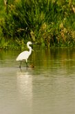 aigrette_garzette_02-2 null