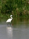 Aigrette garzette Aigrette garzette