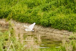 aigrette_garzette_04-2 null