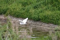 Aigrette garzette Aigrette garzette