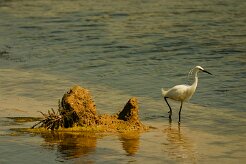 aigrette_garzette_05-2 null