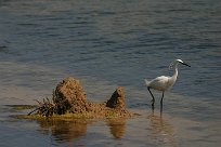 Aigrette garzette Aigrette garzette