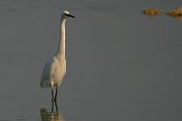 Aigrette garzette Aigrette garzette