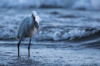 Garceta nívea (AIgrette neigeuse) Ometepe - Nicaragua