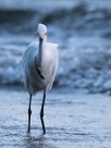 Garceta nívea (AIgrette neigeuse) Ometepe - Nicaragua