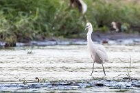 Garceta nívea (Aigrette neigeuse) Tarcoles - Costa Rica