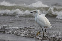 Garceta nivea (Aigrette neigeuse) Ometepe - Nicaragua