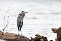 Garceta tricolor (Aigrette tricolore) Tarcoles - Costa Rica