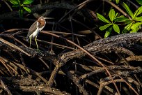 Garceta tricolore (Aigrette tricolore) Salinas Grande - Nicaragua