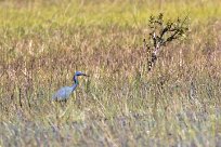 Slaty Egret (Aigrette vineuse) Slaty Egret (Aigrette vineuse)