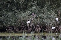 Bihoreau gris - Aigrette garzette Lac du Der