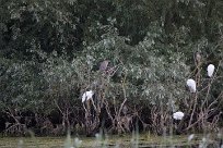 Bihoreau gris - Aigrette garzette Lac du Der