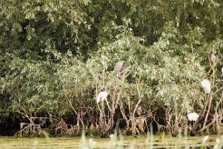 Bihoreau gris - Aigrette garzette_7D1_3663 null