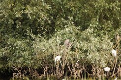 Bihoreau gris - Aigrette garzette_7D1_3664 null