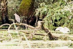 Bihoreau gris - Aigrette garzette_7D1_3704 null