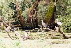 Bihoreau gris - Aigrette garzette_7D1_3706 null