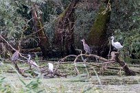 Bihoreau gris - Aigrette garzette Lac du Der