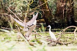 Bihoreau gris - Aigrette garzette_7D1_3708 null