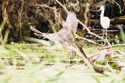 Bihoreau gris - Aigrette garzette_7D1_3711 null